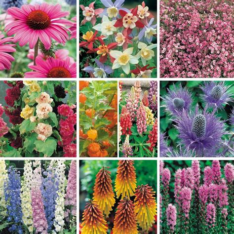 40 Perennials Bargain Perennials Collection Garden Flowers