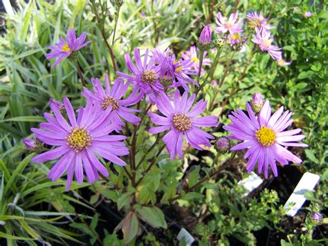 Buy Aster Plants In Variety By Mail Order