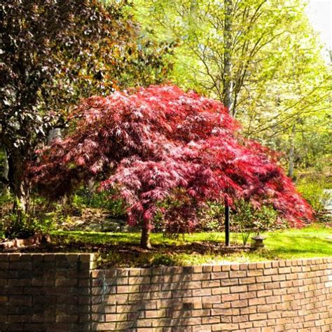 Feeding your plants is probably the single most. Red Dragon Japanese Maple For Sale Online | The Tree Center
