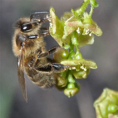 Factsheet Apis Mellifera The Honey Bee
