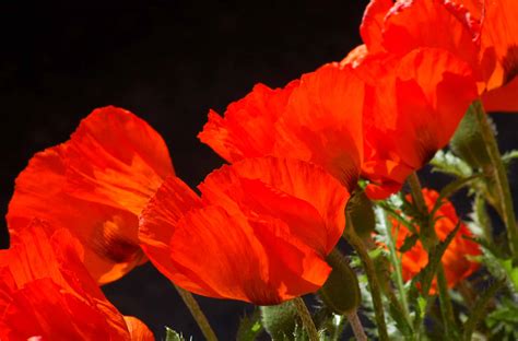 8 Types Of Poppies You Should Know About