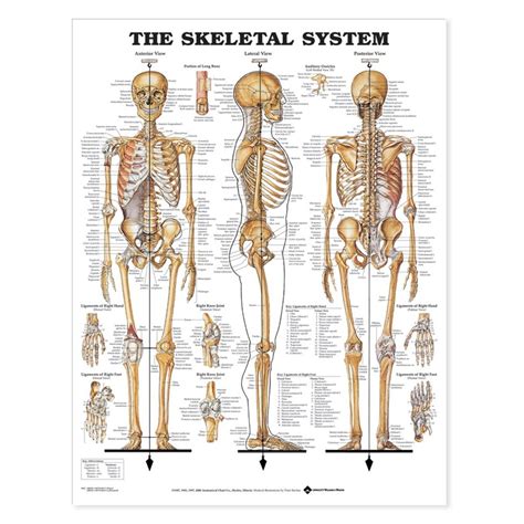 Anatomical Wall Charts