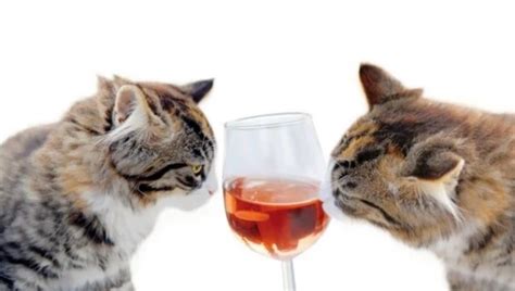 Top 10 Images Of Cats Drinking Wine
