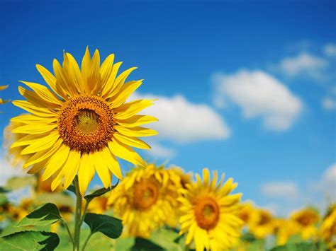 Everything You Need To Know About Sunflowers Fnp Singapore