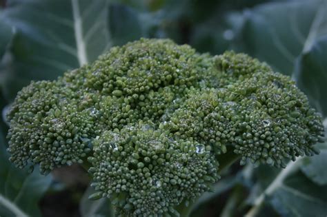 How To Grow Broccoli And Cauliflower An Easy Guide For Gardening