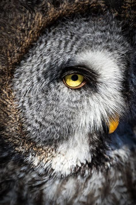 Portrait Of Owl Stock Image Image Of Head Gray Bird 174138145