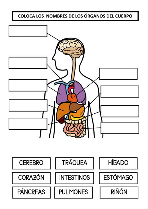 Los órganos Del Cuerpo Worksheet