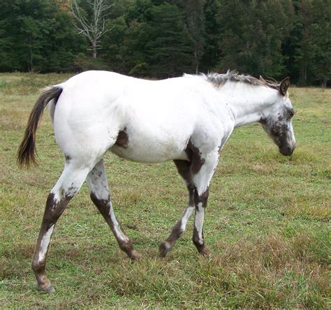 Dream King 4 Appaloosa For Sale Foals Pasture Rocky Hol Flickr