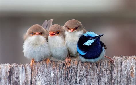 Cute Birds Wallpaper