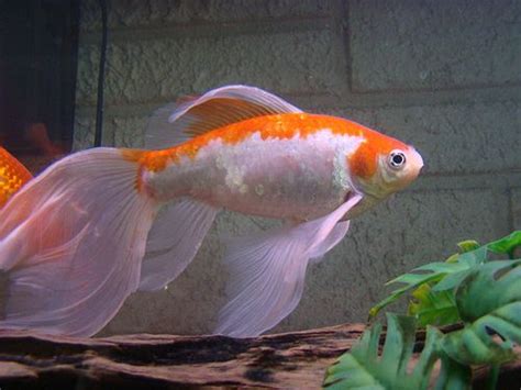 An Orange And White Fish Is Swimming In The Water Next To Some Green