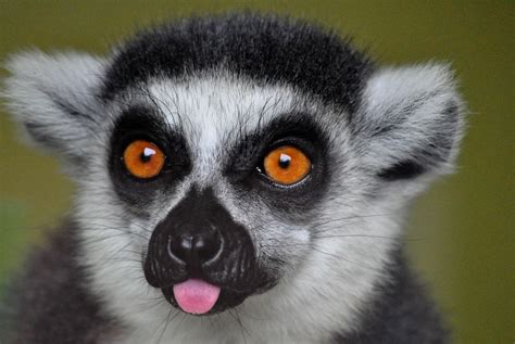 Ring Tailed Lemur Happy Mothers Day Taken Throu Flickr