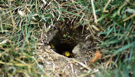 If the wasps appear to be coming from a hole in the ground, on a building or in a tree, they are most likely yellow jackets. Hikers, Beware: Ground Wasps Are Nesting in the ...