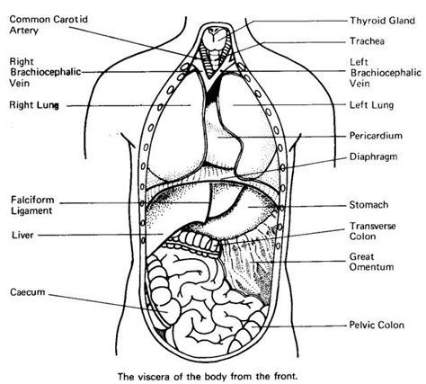 Coloring Pages Free Printable Anatomy Coloring Pages