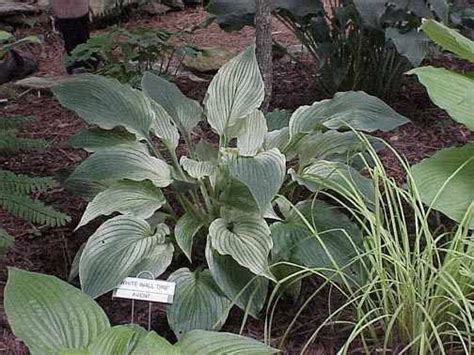Developes green speckles, and by fall is a light green. Hosta White Wall Tires (Avent 95) Photo by Lu Treadway ...