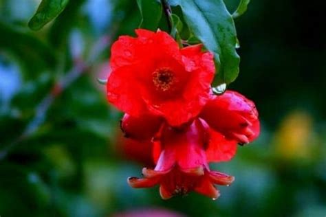 10 Beautiful Red Flowering Trees Urban Garden Gal