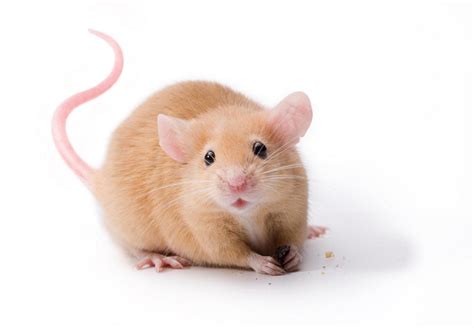Pet Mice Your Pocket Pet Meet Your Mouse