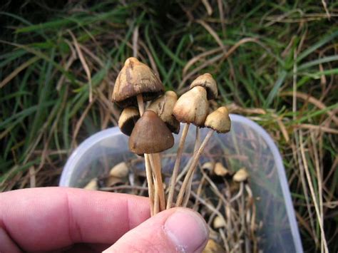 Psilocybe Semilanceata Magic Mushroom Or Liberty Cap Hampshire Uk