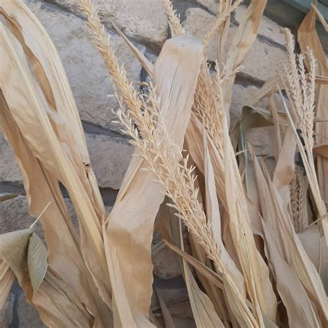 Dried Corn Stalk Bundle Great For Fall Decorating Grimms Gardens