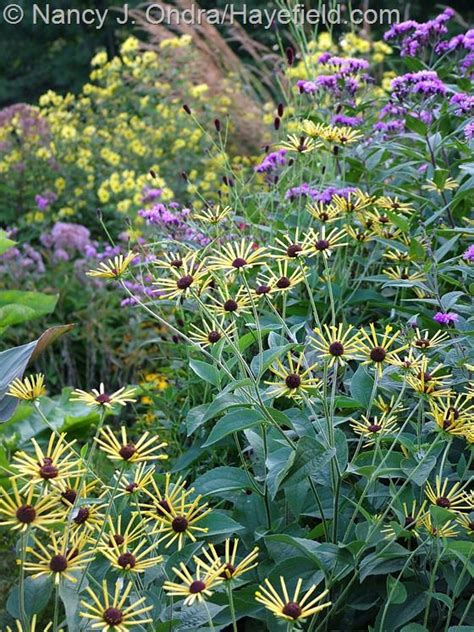 Rudbeckia henry eilers henry eilers is an unusual native wildflower blooming in late summer with clusters of distinctly quilled petals of light yellow. Rudbeckia subtomentosa 'Henry Eilers' with Vernonia ...
