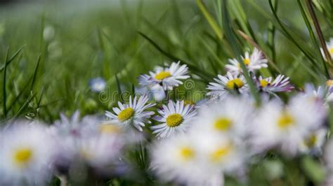 Daisy Spring Meadow Flower Stock Photo Image Of Daisy 112882474