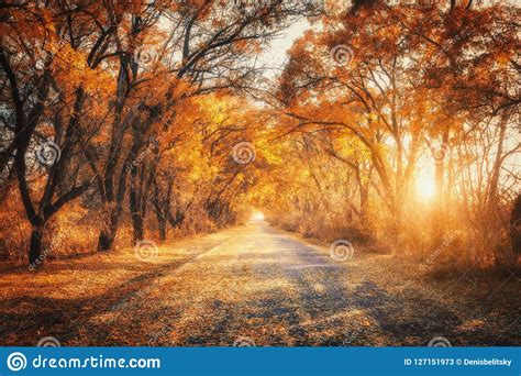 Autumn Forest With Country Road At Sunset Trees In Fall Stock Image