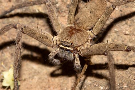 Heteropoda Venatoria Brown Huntsman Spider Female Spar Flickr