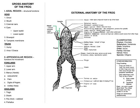 Lecture On Frog Anatomy Bucal Cavity And External Gross Anatomy Of