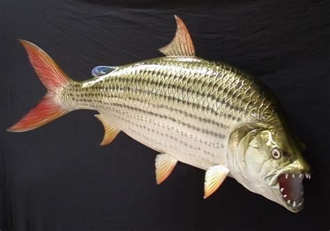 Gli antichi conoscevano bene gli elefanti e li introdussero in europa. Pesce tigre - Pesce