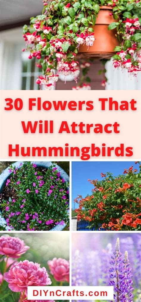 Check spelling or type a new query. 30 Gorgeous Flowers That Attract Hummingbirds to Your ...