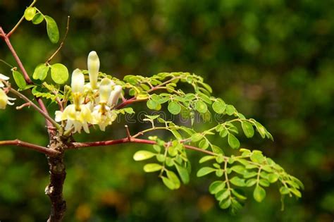 Young Moringa Tree With Leaves And Flowers Stock Image Image Of