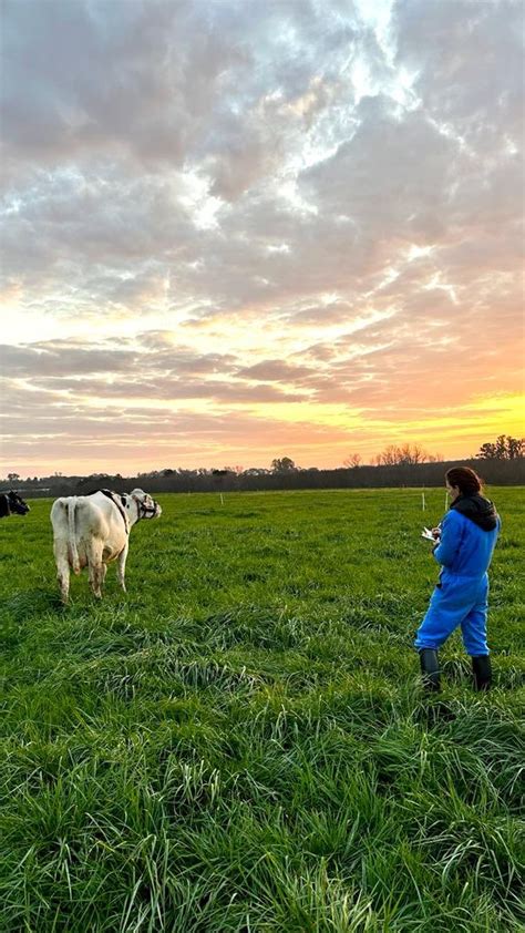 Laís Cunha on Twitter An intense week working with dairy cows on