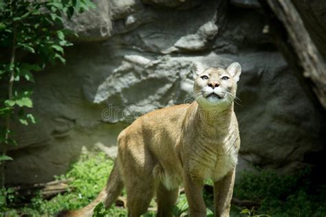 Adult Mountain Lion Puma Cougar Watching Prey In Woods Stock Image
