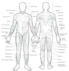 Here's a human body diagram that provides you with an overview: Blank Muscle Diagram to Label | SCHOOL STUDY | Pinterest | Muscles
