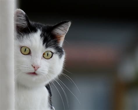 Cara memandikan kucing yang benar. Kucing Gebu Gebu | Tips Dan Produk Menjaga Kucing: Cara ...