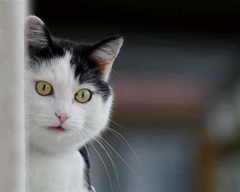 Check spelling or type a new query. Kucing Gebu Gebu | Tips Dan Produk Menjaga Kucing: Cara ...
