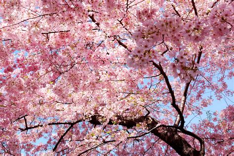 Pink Trees Nature Magnolia Sakura Sakura Wallpapers Hd Desktop