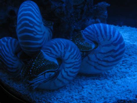 Nautilus Zoochat