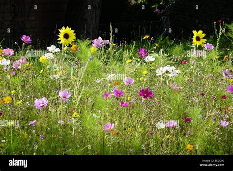 Bunte Blumenwiese Im Sommer Colorful Flower Meadow In Summer Exterior