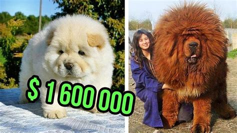 The Most Expensive Dog Breeds In The World Top 10