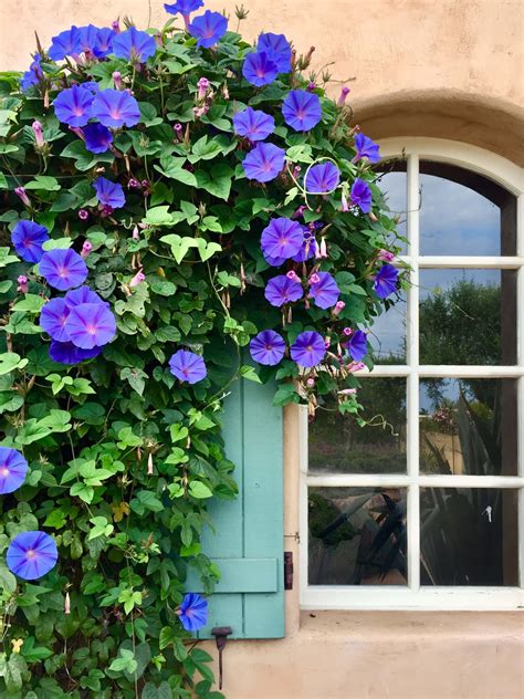 Morning Glory In Bloom In Design Blogger Cindy Hattersleys Garden
