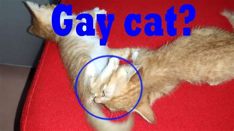 Gay Catsomgkitten Lick Siblings Assgary Was Scared Youtube