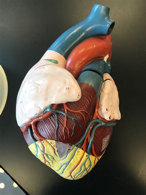 Superficial Anatomy Of Heart Anterior Diagram Quizlet
