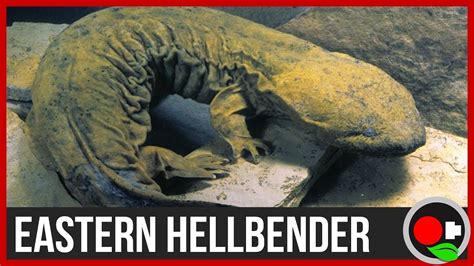 We Found A MASSIVE 2 Salamander Hellbenders Explained YouTube