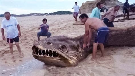 10 Biggest Sea Creatures Ever Found On The Beach Youtube