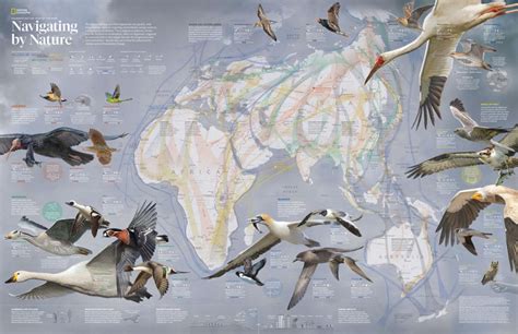 Explore 100 Years Of National Geographic Pull Out Maps Bird Migration