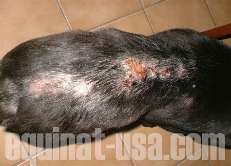 What Causes Scabs On Dogs Petmd