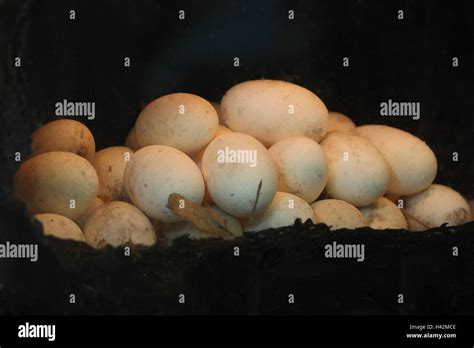 Crocodile Eggs Hi Res Stock Photography And Images Alamy