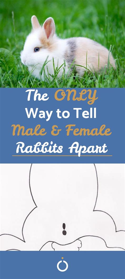 how to tell male and female rabbits apart artofit