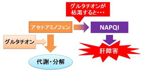 【公式サイト限定】 素直になれない恋人たち 4th season 向理来ブロマイドセット. アセトアミノフェンとお酒（アルコール）は相性悪い？～NAPQIの ...