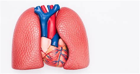 Pulmonary Artery The Definitive Guide Biology Dictionary